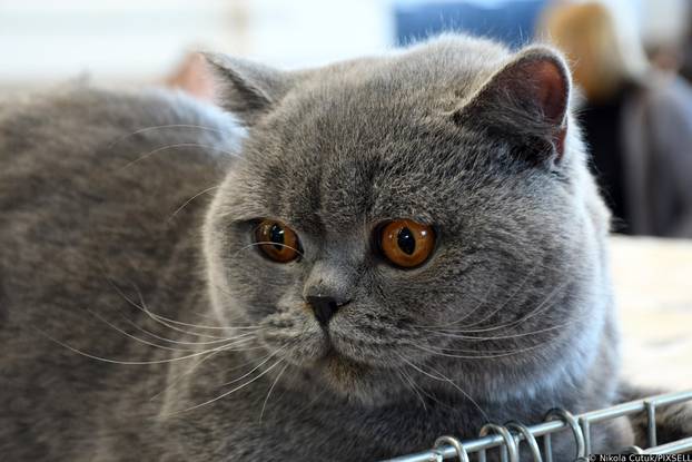 Otvorena revijalna izložba mačaka u Sisku 