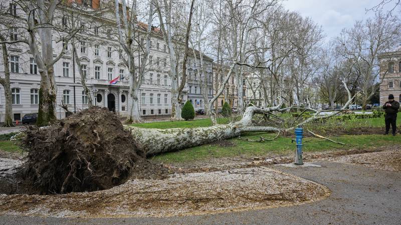 Oluja srušila platanu nakon 153 godine na Zrinjevcu! Stigla je iz Trsta kad je imala dvije godine