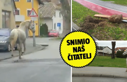 VIDEO Konj trčao centrom grada Varaždina: 'Napravio je kolonu i rušio je prometne znakove'