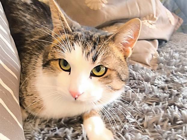 Udomite ih! Ove slatke mace u Noinoj Arci osvojit će vaša srca