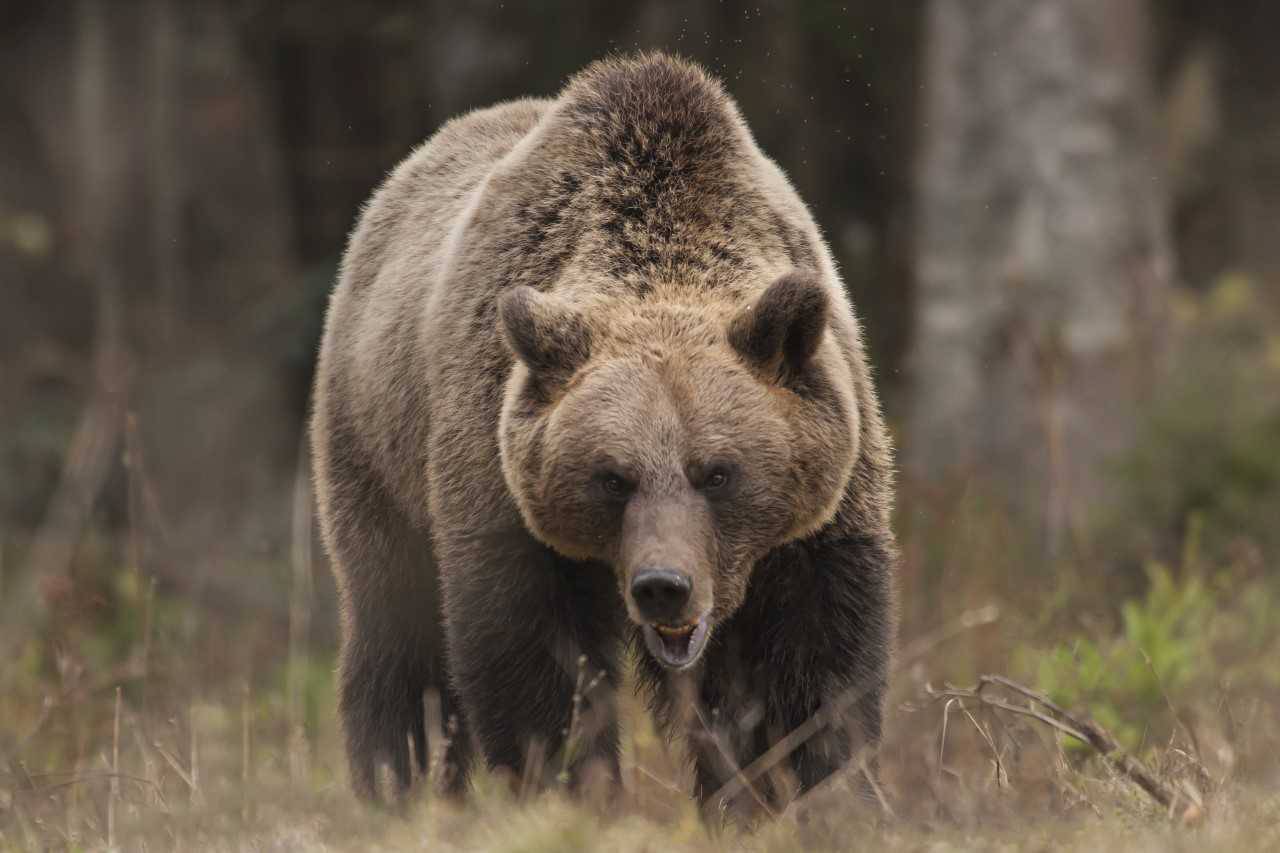 Šaptač medvjedima iz Mrkoplja: Čekaju me uz cestu i jedu iz ruke