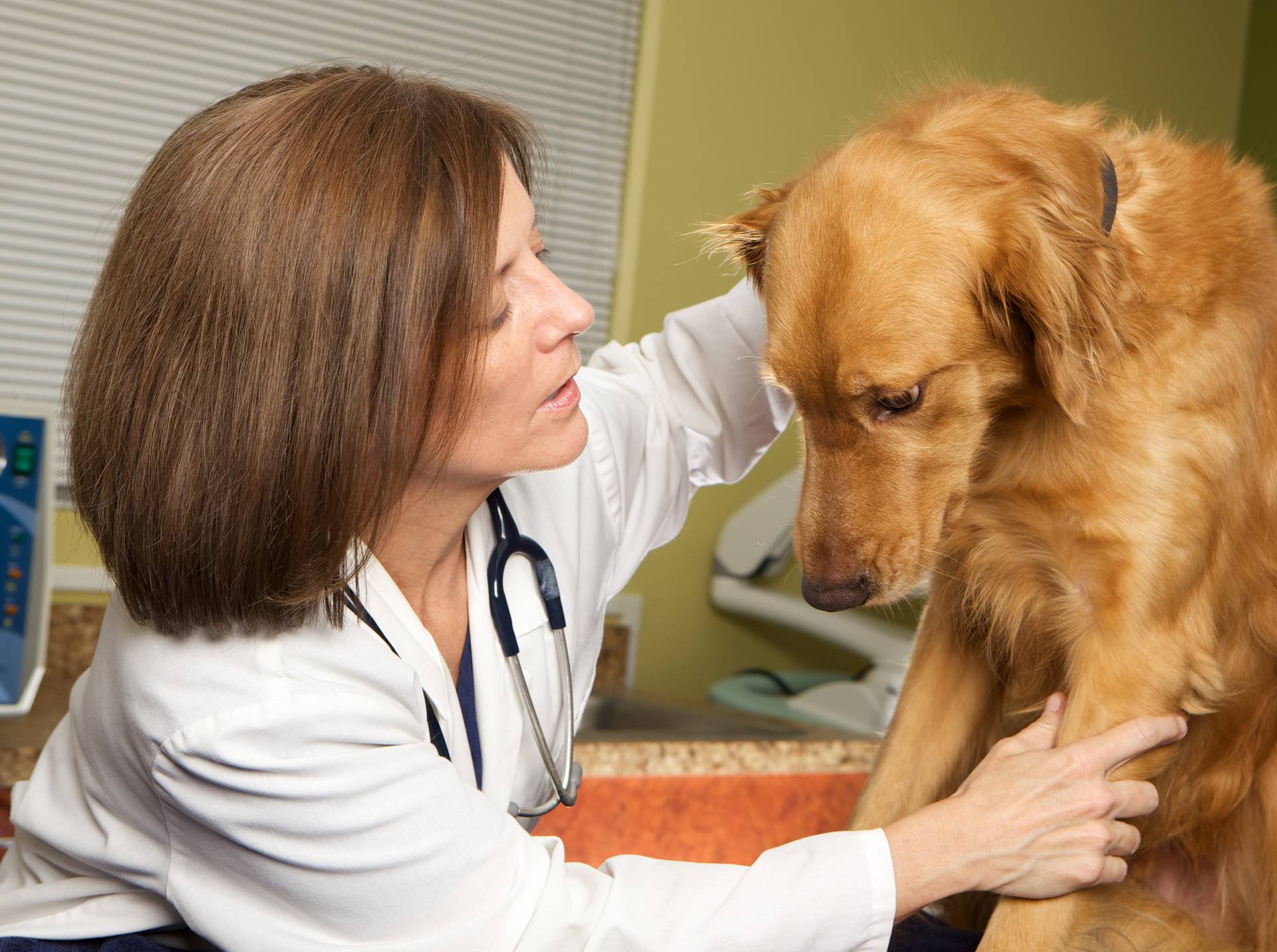 Što ako morate sa životinjom veterinaru i treba li u izolaciju?