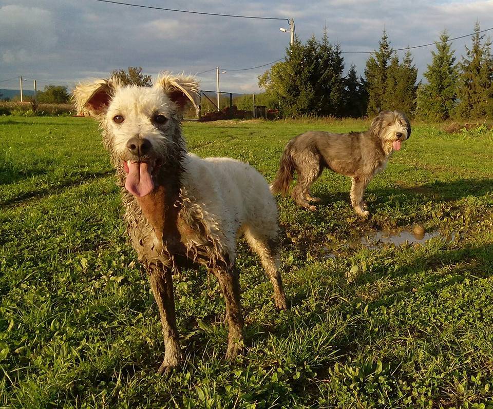 'Ako se bavite i zabavljate sa psom - ne možete pogriješiti'