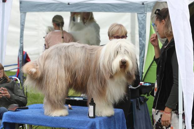 Karlovac: Me?unarodna izložba pasa