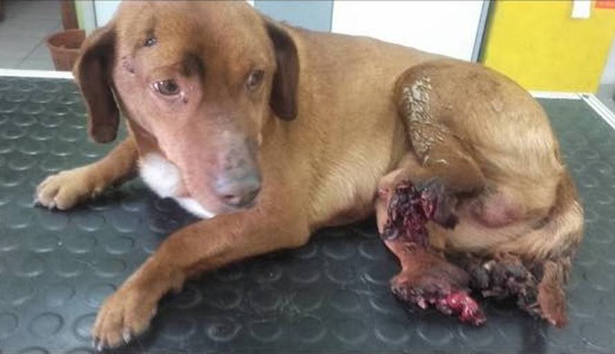 Umirao je u agoniji: Peppu je netko sjekirom odrezao nogice