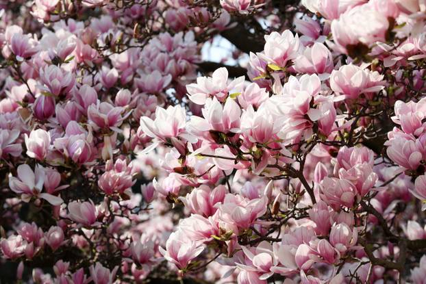 24sata Pula: Magnolija obitelji Borščak u Puli