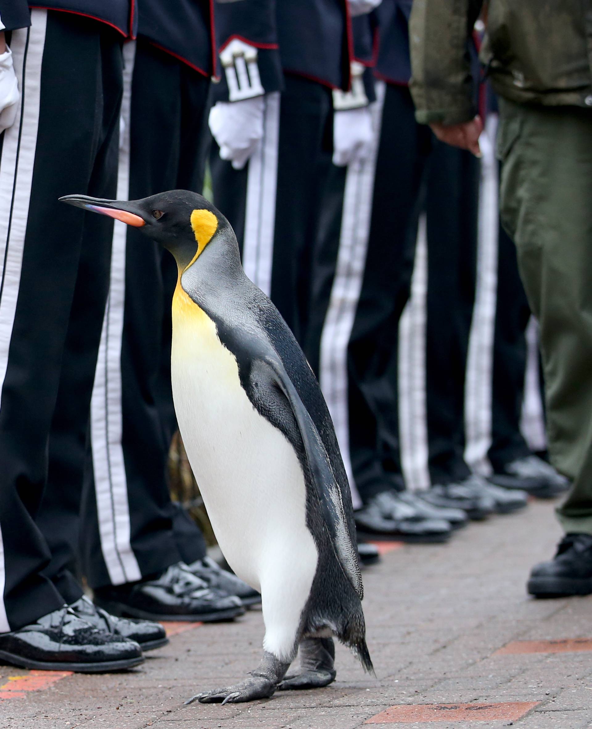 King penguin Nils Olaf inspects guard