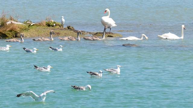 Na ljetovanju: Obitelj labudova kupala se u moru kod Poreča