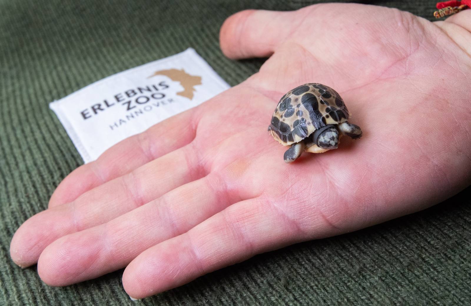 Madagascan spider turtle at Hannover Zoo