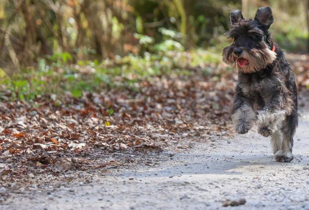 Žumberak: U organizaciji Miniature Schnauzers Croatia održano je druženje patuljastih šnaucera