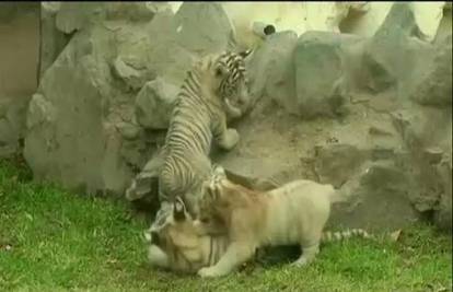 Lima: Bijeli tigrići oduševili  posjetitelje zoološkog vrta