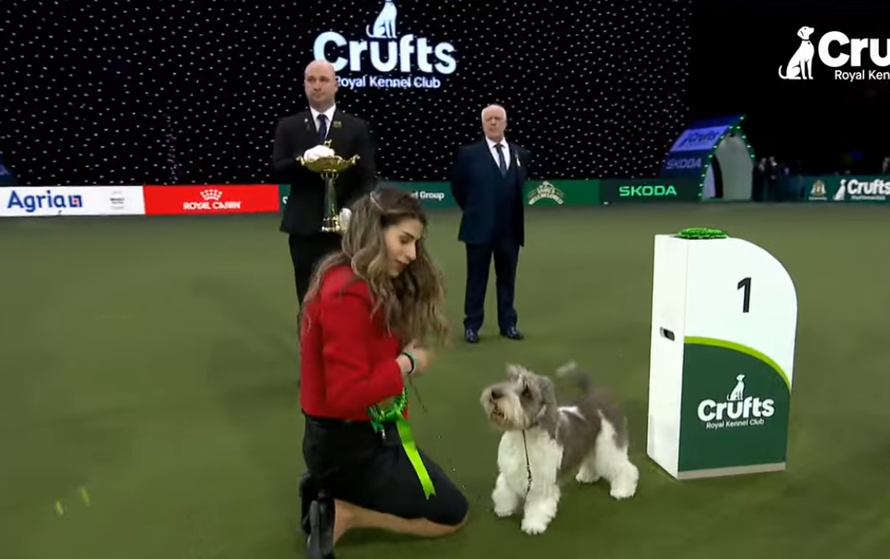 Naša Meghan, najljepši pas na svijetu, ušla u finale najveće i najstarije kraljevske izložbe!