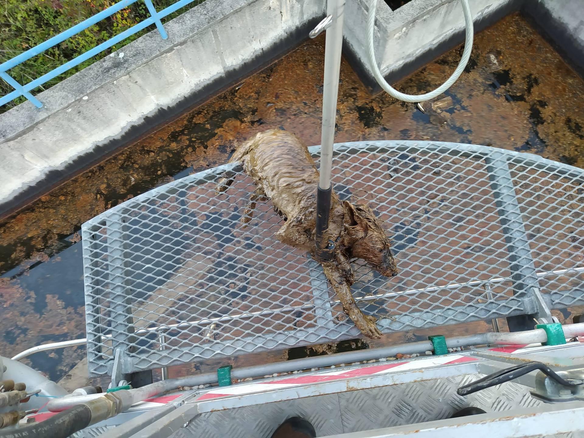 Vatrogasci spasili lisicu koja je pala u bazen s otpadnim uljem: 'Nadamo se da će biti dobro'