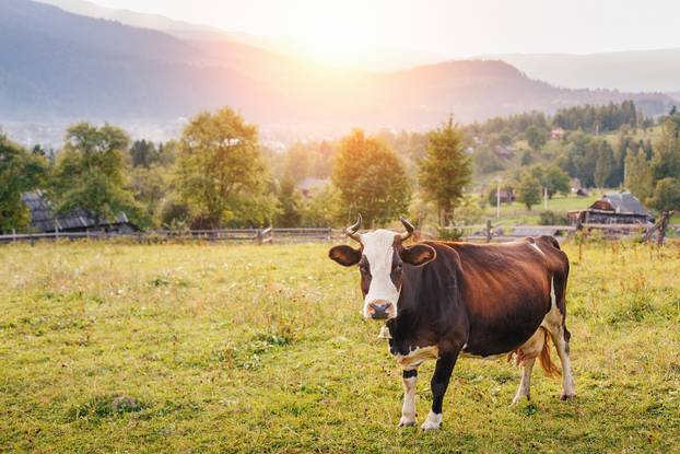 cow in a mountain meadow at sunset