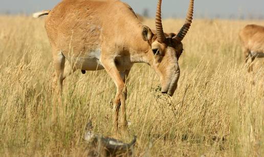 Neobične antilope: Nos im visi preko usta, poput surle