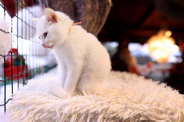 Rijeka: Advent za mačke u Kitten Safe House