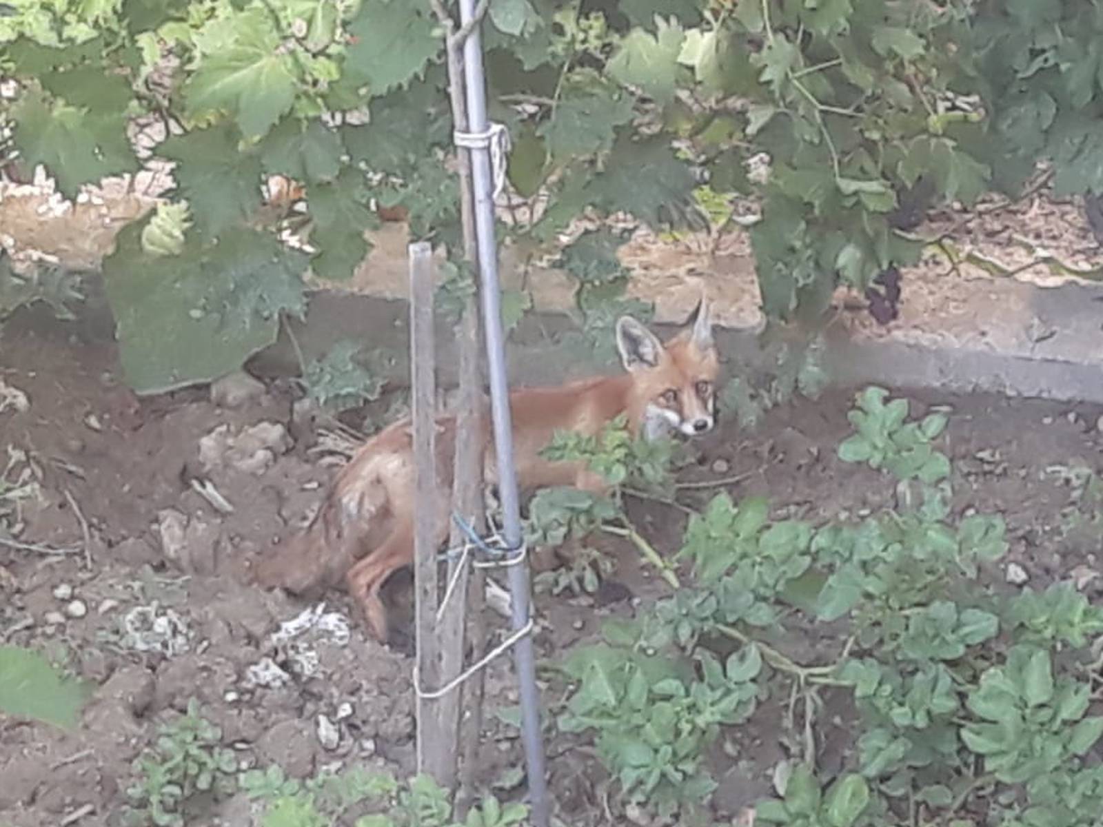 Dolijala lija, skrila se u cvijeće pa brže bolje u divljinu uteče