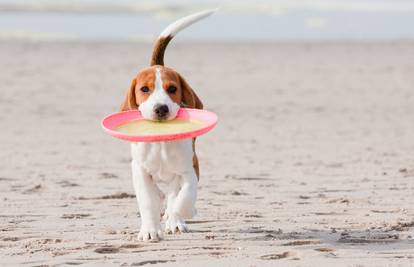Toplotni udar i sunčanica kod pasa - naučite kako reagirati