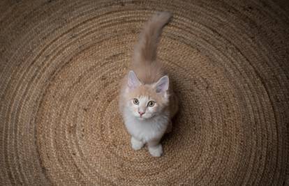 Mačke obožavaju sjesti u krug ocrtan na podu, uživaju u tome