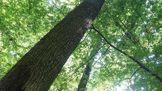 Izvlačili stabla iz šume: Dvojica teško ozlijeđena, u bolnici su