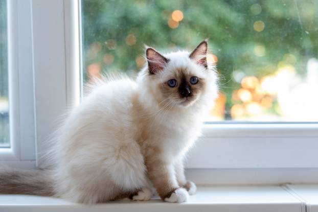 Sacred Birman cat, birma on a light background