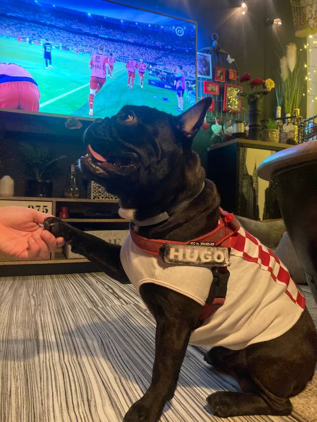 ŠAPE GORE! Ovako navijaju za repku ljubimci naših čitatelja