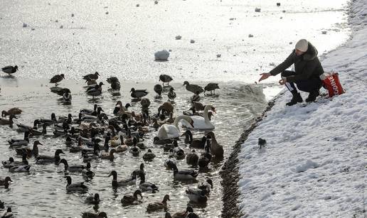 FOTO Sveta Nedjelja: Patkice i labudovi gu&zcaron;vali se na jezeru da se ugriju, pozirali prolaznicima