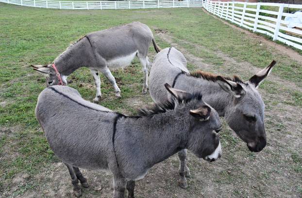 FOTO Kokoši, peseki, konji... Evo što sve skriva Enin ranč pun ljubavi: 'Oni su moji ljubimci!'