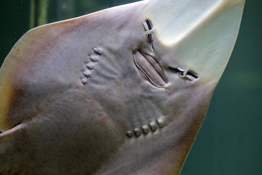 Otrovna riba u Istri: Otrov joj je 1200 puta jači od cijanida... Sad pliva u akvariju s ražopsom