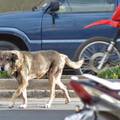 Vjerni pas vlasnika već pet godina čeka na istom mjestu