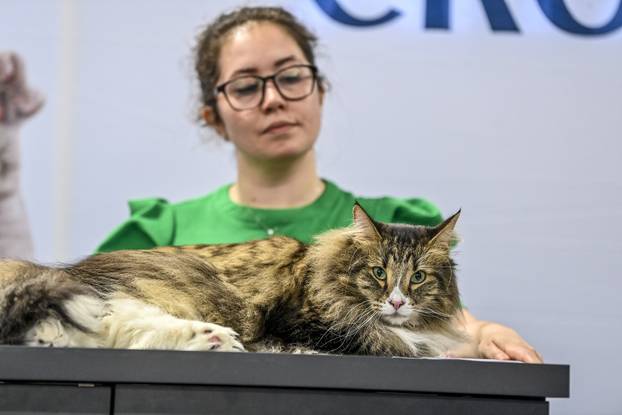 Zagreb: Međunarodna izložba mačaka WCF Cat Olimpia 2025