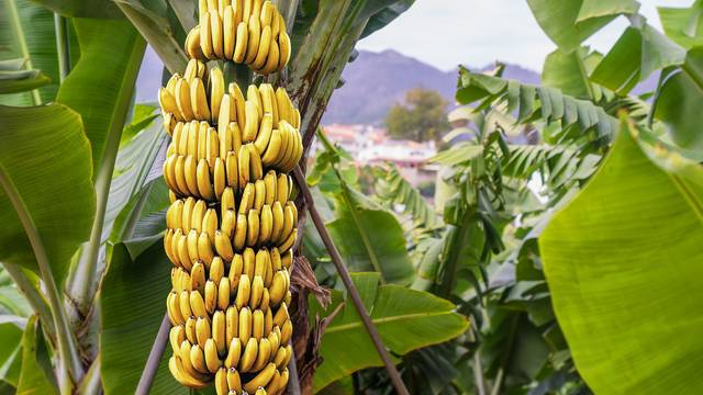 Banane napada gljivična bolest: Znanstvenici traže prirodni lijek