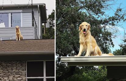 Vlasnica je zbog psa na krovu morala staviti znak: Ne kucajte, molim vas! Znamo da je gore...