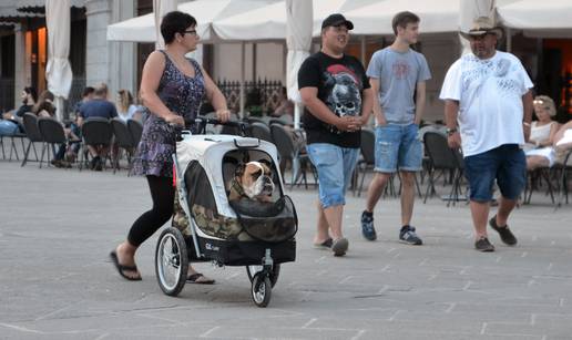 Turisti poveli buldoga u šetnju Pulom u - dječjim kolicima