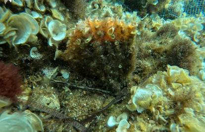 Bodljikava periska stigla je i u hrvatsko more: 'Zaštićena je, a proširila se zbog zagrijavanja...'