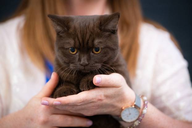 Zagreb: Drugi dan Međunarodne izložbe mačaka
