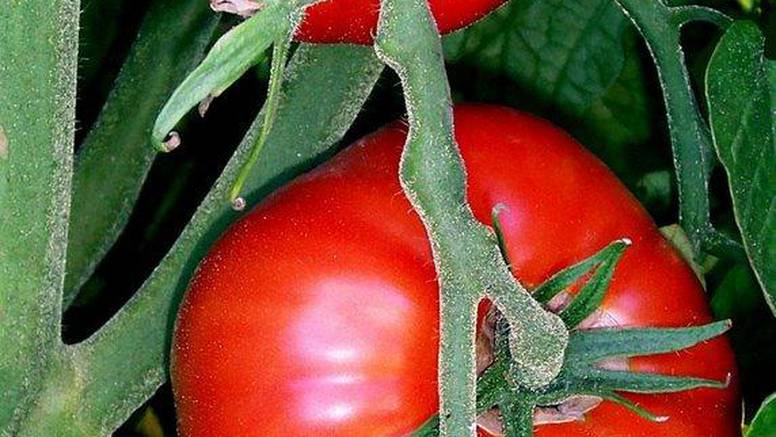 Organski uzgojene rajčice su zdravije za srce