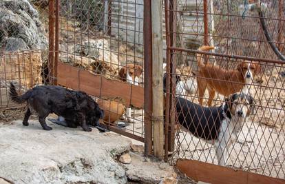 Državni inspektorat odlučio: Svi psi sa Žarkovice moraju biti udomljeni u roku od 15 dana