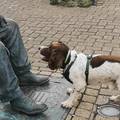Preslatki pas lopticu uporno nosi kipu - i čeka da mu je baci