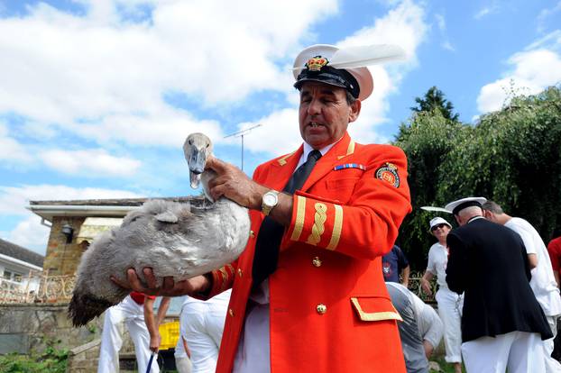 River Thames annual Swan Upping