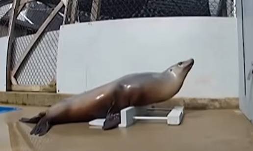 VIDEO Morska lavica prava je glazbena zvijezda! 'Pleše' i pokazuje ritam: 'Bolje od ljudi'