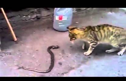 Pobjeda u zadnjoj rundi: Maca je u uličnoj borbi 'dobila' zmiju