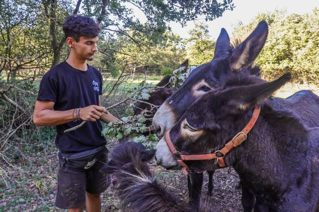 Vodnjan: Za Naj kozu 2025. godine izabrana je koza Jelena, vlasnika Mattea Muškovića 