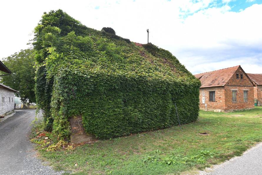 Novo Selo Podravsko: Kuća koja je cijela obrasla u bršljan 