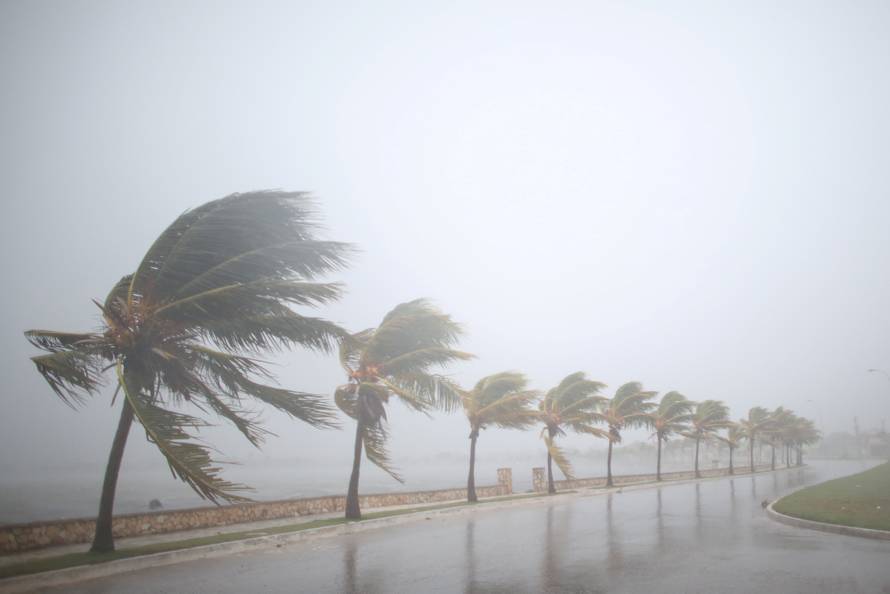 Palm trees sway in the wind prior to the arrival of the Hurricane Irma in Caibarien