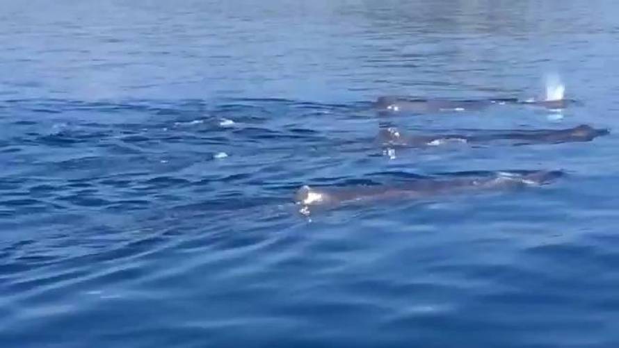 Pomorska policija/Plavi svijet