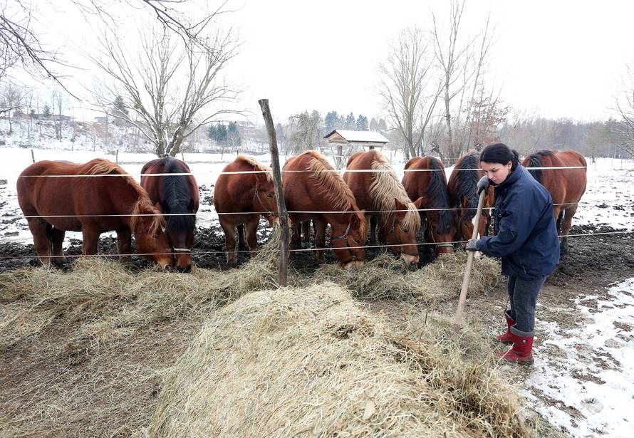 Da ove kobile nisu kod nas, vjerojatno bi bile u kobasama...