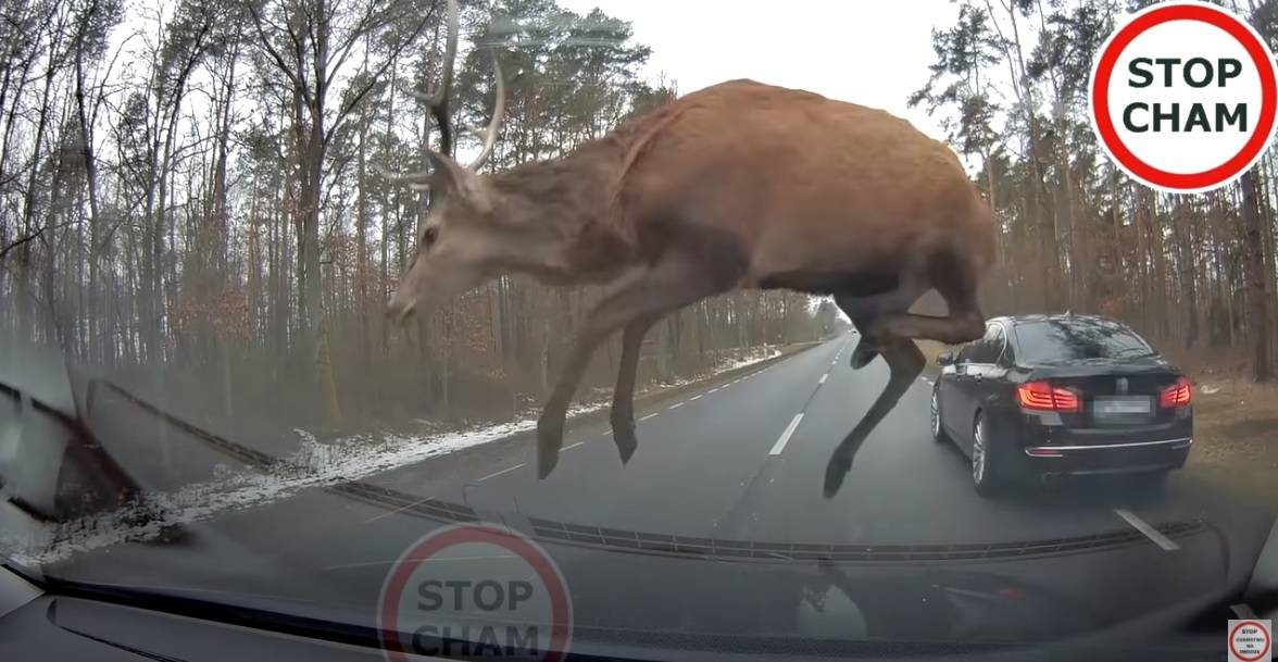 Nevjerojatna sreća: BMW jedva izbjegao sudar s krdom jelena