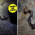 FOTO 'Snimio sam vatrenog crva na Pelješcu. Imao je čak 50 cm!' Evo zašto može biti opasan...