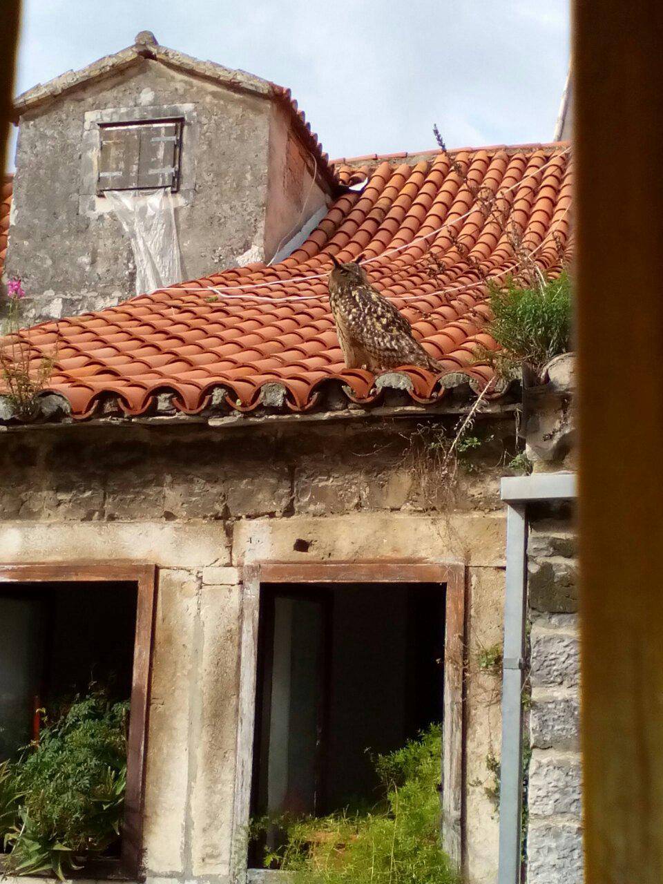 Trogir: Tajanstvena  sova uselila napuštenu staru kuću
